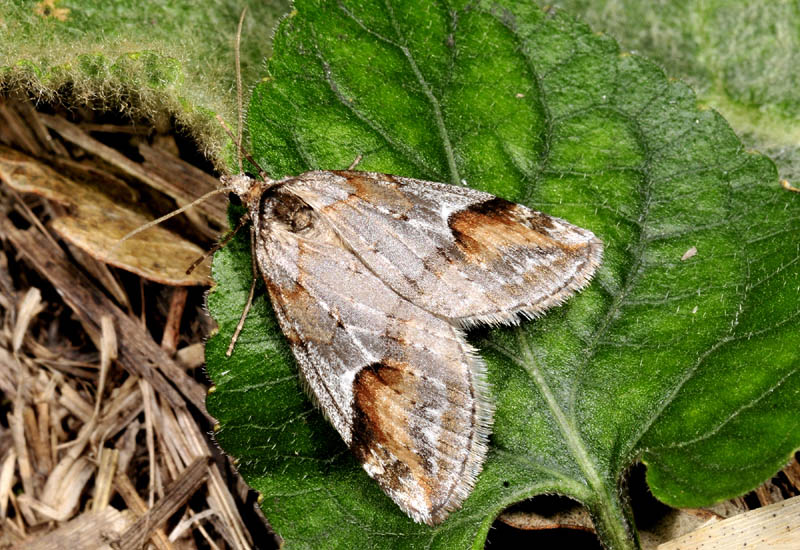 Geometridae - Chesias rufata